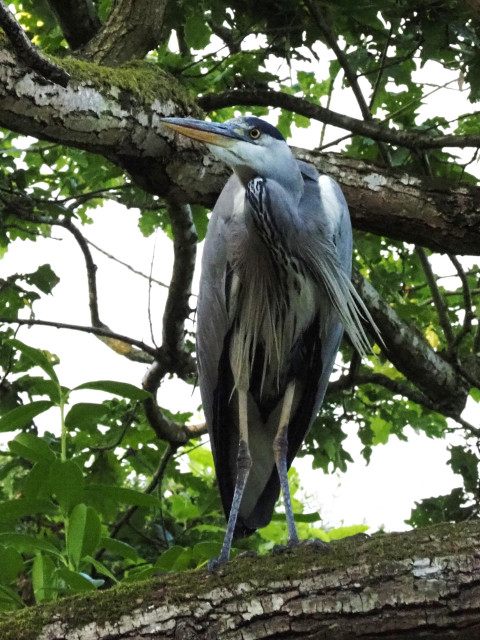 Same heron, different tree having moved on, stood upon another sturdy main branch of an oak. Dramatic pose, poised to depart again, looking left