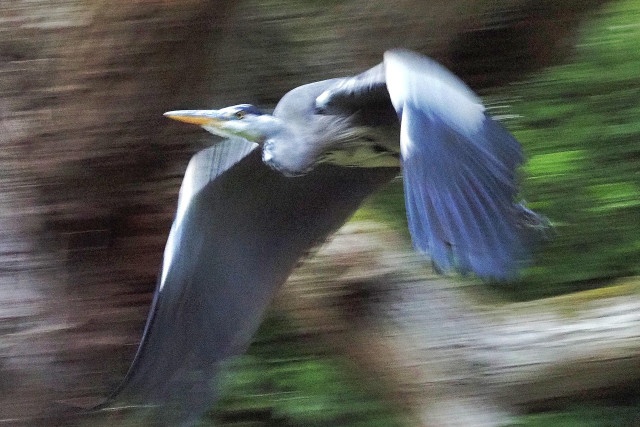 Not technically a good shot of the heron caught in flight. I wasn't ready for motion and the light was low, but I like the motion blur of the background and the graininess of the shot