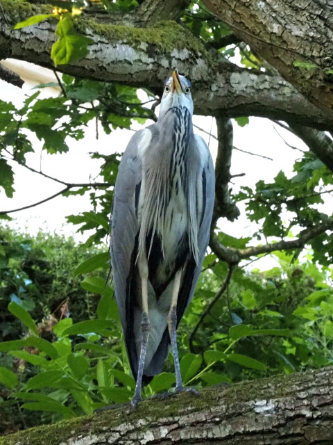 The heron on a branch above me and looking down, giving a preys eye view and showing how it can direct its eyes to look below even when its chin and beak is up