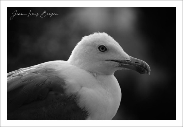 A monochrome close-up of a seagull fills the frame, giving the image a quiet, almost sculptural presence. The bird is shown in profile, facing to the right, with its bright eye sharply defined against the soft blur of the background. Its feathers appear smooth and layered, with subtle tonal shifts from pale gray to deep black, creating a striking contrast that makes the bird stand out vividly even without color.
The composition feels intimate and focused, as though the viewer has been brought very close to the bird’s calm, watchful moment. The background is heavily out of focus, dark and atmospheric, which isolates the seagull and gives the portrait a dramatic, contemplative mood. There is a sense of stillness in the image—no motion, no clutter, just the elegant shape of the bird and the quiet tension of its gaze.
Overall, it has the feeling of a refined wildlife portrait: simple, graceful, and slightly moody, with the black-and-white treatment lending it a timeless, almost poetic quality.
