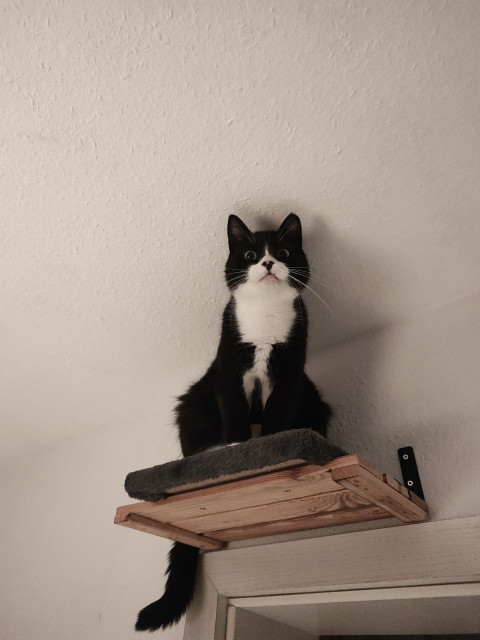 Schwarz-weiße Katze sitzt auf einem hölzernen Wandregal mit grauem Kissen
Von ganz oben unter der decke blickt er auf mich herab