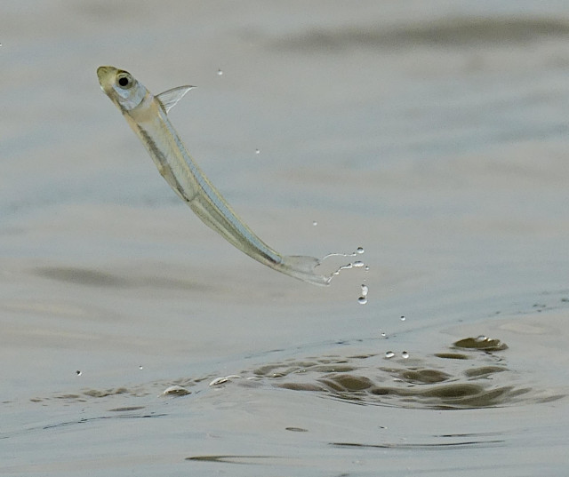 A very thin small fry leaps from calm river water on an overcast day.