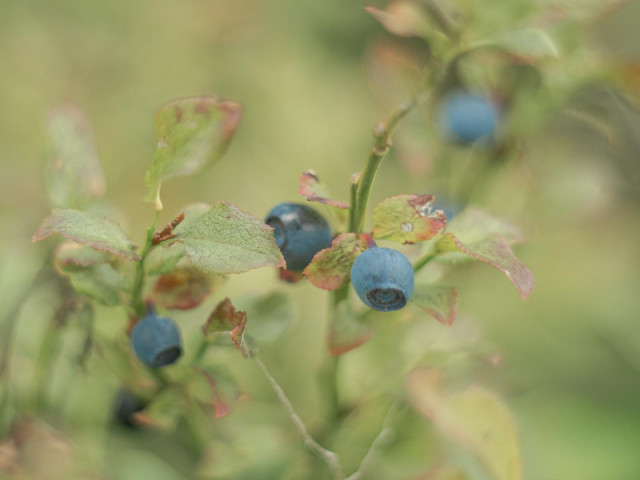 Kraut mit Blaubeeren, leicht überbelichtet und mit Altglas plus Offenblende.