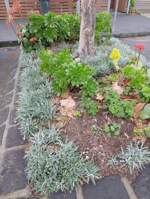 Our first street garden. This is a rectangle garden plot sticking out in the street surrounded by bitumen road on 3 sides and a bitumen footpath on the other. In the middle of the garden plot is a small tree trunk. The garden plot is bordered by cut 'bluestone' blocks of basalt. This plot gets extremely hot in the summer. The front of this garden faces west. I am experimenting with the fairly bare patch on the front left. This gets the hottest in summer and is also stepped on by drivers who have parked their cars. 

This photo shows that over the autumn and winter, the silver leafed gazania I planted there recently have now established themselves. There are a lot of gazanias around the borders of the rest of the plot. They seem to cope with the heat in summer along the edge, so I hope that they will also cope in the front left of the photo. This will then reduce the heat on the rest of the garden. 

I have some succulents in the front right of the photo which I am using to provide shelter for some other plants while they establish themselves. I should plant them in the front left again - the last succulent plantings there got destroyed by people treading on them, but persistence is what is required.

The overall garden design is silver leafed gazanias for the borders. Succulents that are about 30cm and geraniums for the rest of the garden. Nasturtiums grow, but get killed off by the summer heat.