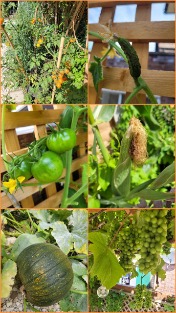 A collage of various fruits and veggies growing