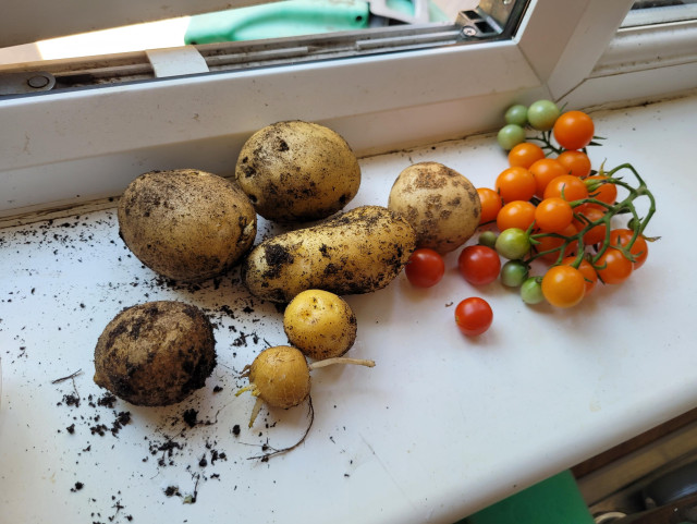 Some freshly picked potatoes and cherry tomatoes