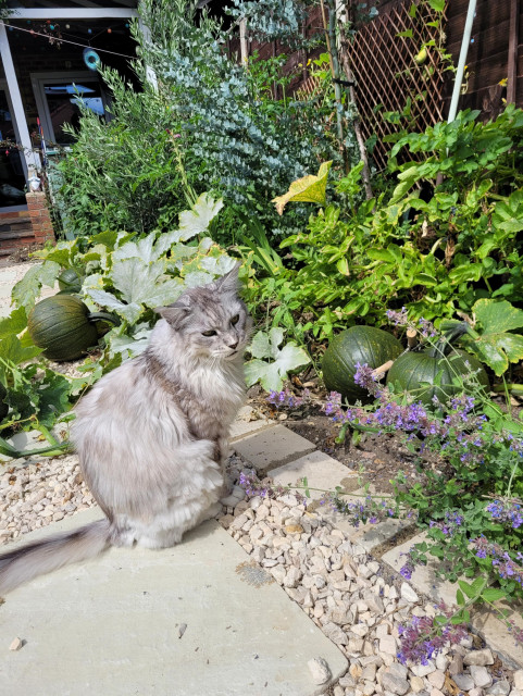 Headphones my cat looking at the pumpkins growing next to his catnip
