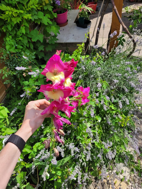 A lovely gladioli next to some lavender