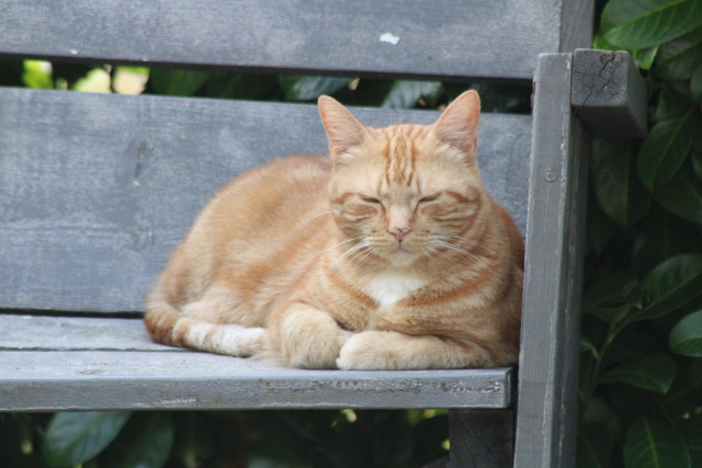 George in the garden