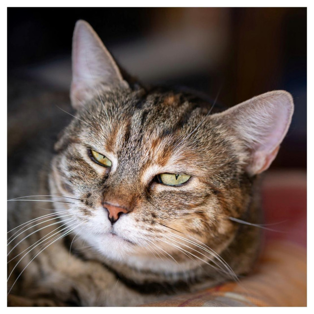 Nahaufnahme einer getigerten Katze mit grünlichen Augen, die mit halb geschlossenen Lidern direkt in die Kamera blickt. Die Katze liegt entspannt auf einer weichen Unterlage. Durch die geringe Schärfentiefe sind Gesicht und Schnurrhaare scharf, während der Hintergrund weich verschwimmt. Der missmutige, leicht genervt wirkende Gesichtsausdruck verleiht dem Bild einen humorvollen Charakter.