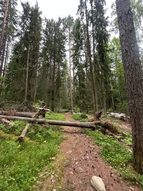 Two fallen trees over a trail