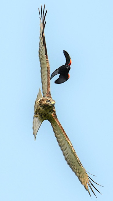A juvenile Red-Tailed hawk turns vertical trying to escape a harassing Red-winged Blackbird against a blue sky backdrop.