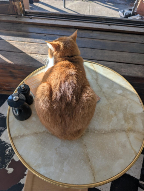 A ginger loaf cat on a table looking like a loaf