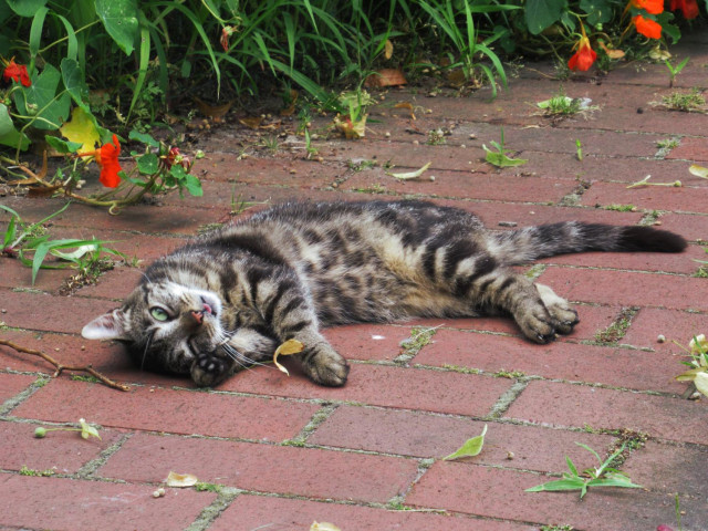 Eine getigerte Katze liegt auf rötlichem Pflaster auf der Seite. Im HIntergrund blüht Kapuzinerkresse.