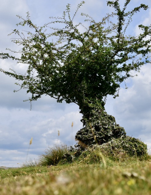 low view of a small hawthorn tree on moorland.