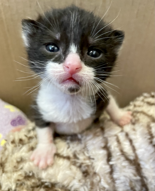 A tiny tuxedo kitten with a little pink nose, tiny white whiskers, and an expression of “you want to come at me?”