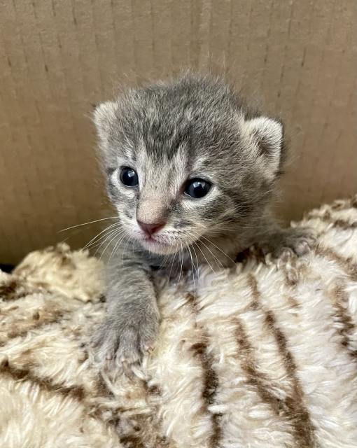 A tiny grey tabby kitten hanging on to a stuffed animal with her baby dagger claws