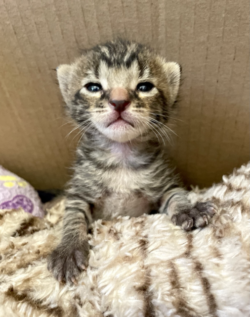 A tiny brown tabby kitten looking like a mountain lion cub, with a regal posture of an up and coming king