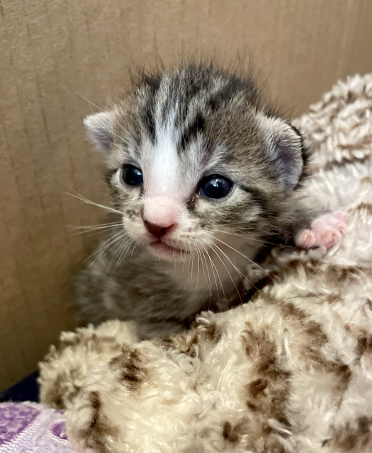 A tiny brown and white tabby kitten looking like a Beatrix Potter character