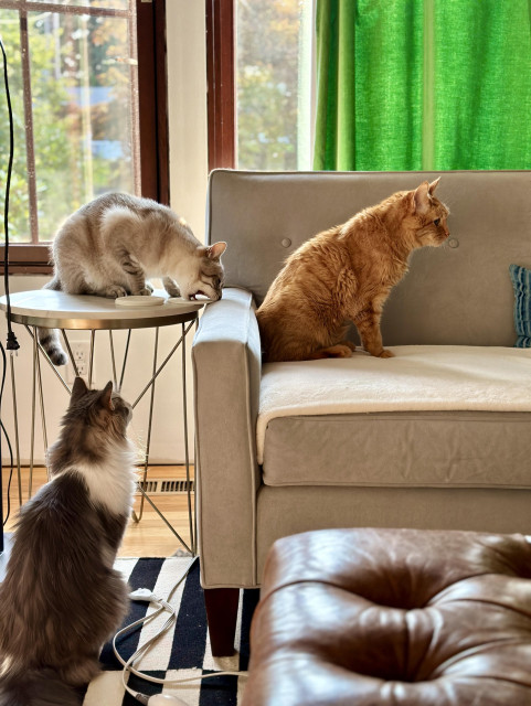 Doots, a one-eyed Lynx Point Siamese cat, sitting on a small marble-topped side table next to a grey sofa in front of a window, bending forward in an attempt to chomp my new white silicone coasters. Loki, an orange tabby sits on the sofa, being the lookout as he is positioned in the opposite direction. Thor, a fluffy grey and white half-Ragdoll cat, sits on the rug in front of the side table, looking up at Doots as he does the crime. 