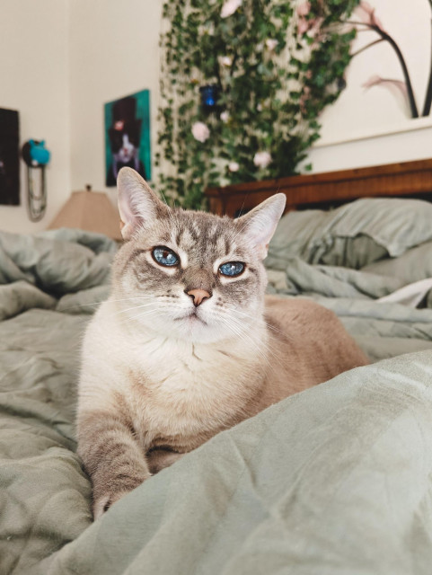 A cat with blue eyes laying in the rumbled covers of an unmade bed.