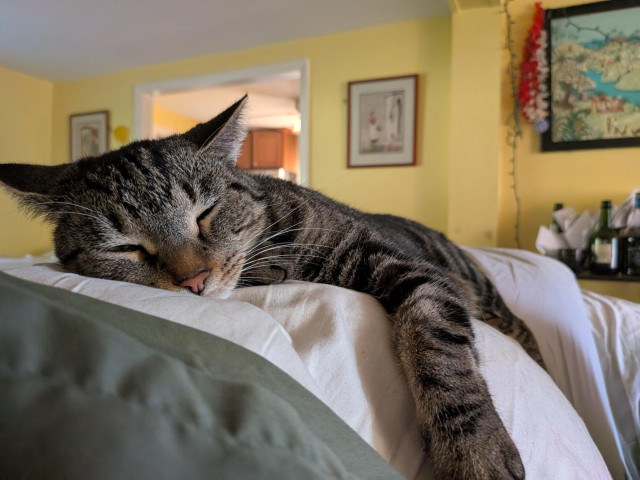 Topaz (a young brown tabby) sprawls comfortably on the back of a sofa, napping. It's not quite a sploot because her right front paw is tucked under her chin. Out of focus yellow walls with paintings on them are visible behind her.