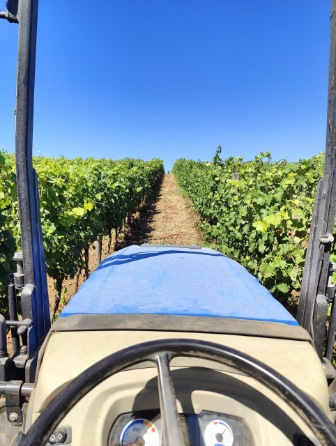 Landscape between two lines of a vineyard, taken from the seat of a blue tractor. 