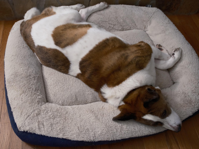 A white and brown dog lying in his bed diagonally with his head at the bottom right, sleeping