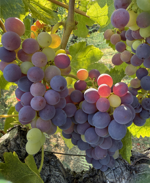 A close up of a cluster with green, pink, and purple grapes