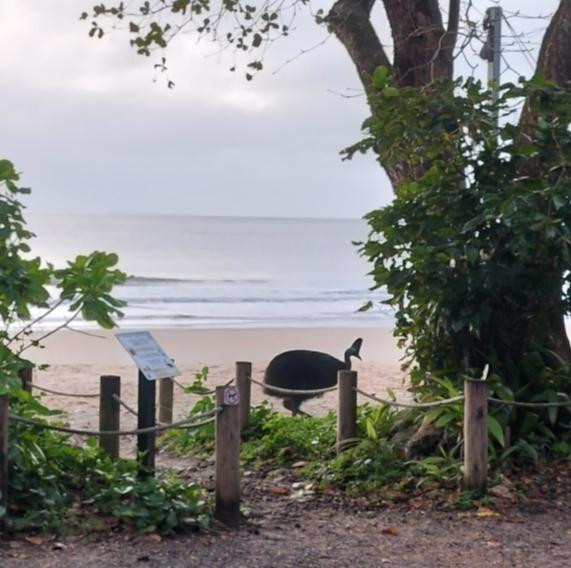 A cassowary walking on a deserted beach at Etty Bay. Trees and a path to the beach in the foreground. First Dog on The Moon's warning cartoon /sign to the left.