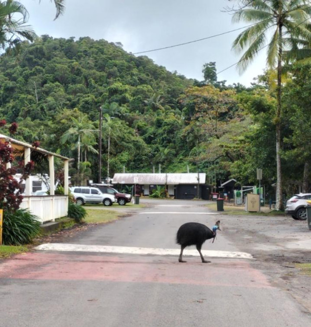 A cassowary walking across the road on a type of pedestrian crossing. Dense tropical bush in the background.