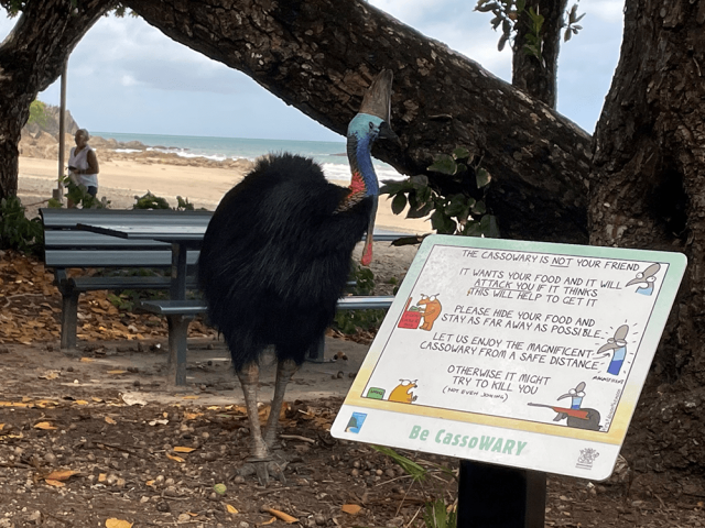 First Dog on The Moon cartoon on a sign that says: 
The cassowary is not your friend!
It wants your food and it will attack you if thinks this will help to get it.
Please hide your food and stay as far away as possible.
Let us enjoy theMagnificent cassowary from a safe distance otherwise it might try to kill you! (Not even joking). Be CassoWARY