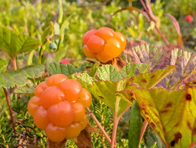 A closeup photo of two cloudberries. They have a beautiful orange colour and are ripe for picking. The light from an evening sun is shining from the right.