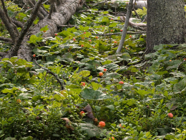 A photo of the forest floor. On the right is the grey trunk of a spruce and on the left the trunk of a fallen tree of the same kind.

The area between the two trees is like a channel, filled with green leaves and grass, with light shining in from the back and highlighting the foliage.

All over the ground are specks of orange, indicating that there are lots of cloudberries to find.