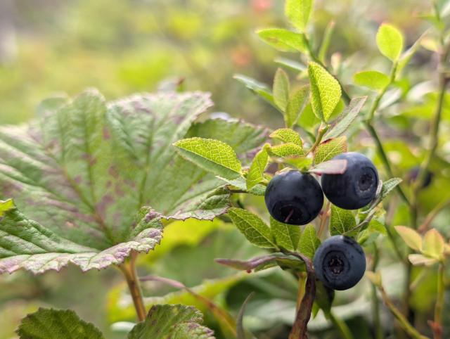 A closeup photo of blueberries. On the right side of the picture is a blueberry bush with three blueberries. The left side of the photo is a cloudberry leaf.