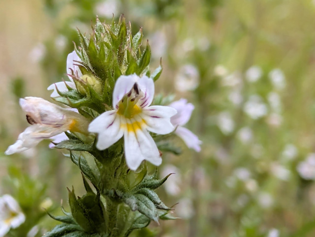 A closeup photo of a small white flower. The flower is only about 3 mm across. It's an eyebright (probably euphrasia rostkoviana subsp. fennica).

The flower is shaped like a gaping maw and is mainly white. Inside the flower there are spots of yellow and dark purple.

The flower sits almost at the top of a stalk of tightly clustered leaves, with other flowers space around the same stalk.

In the background are lots of out of focus white dots, indicating that there are more flowers. The ground was absolutely covered with them.