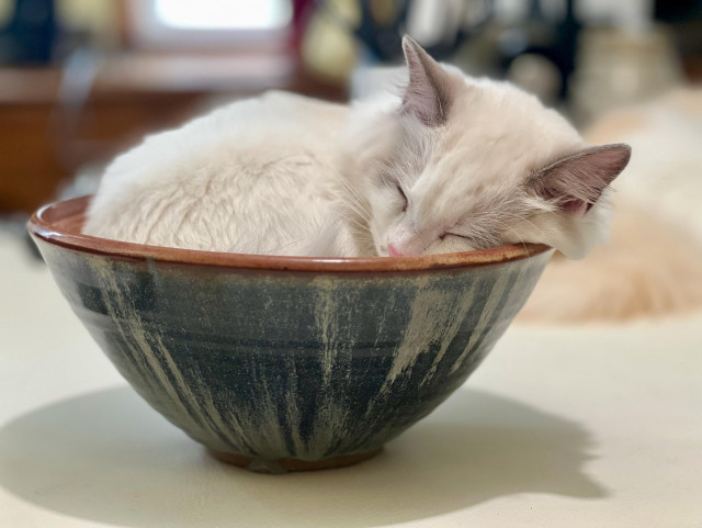 A close-up shot shows a fluffy white and light gray colorpoint kitten sleeping soundly inside a handmade ceramic bowl with a dark blue and brown drip glaze. The kitten is curled up in a ball, resting its head on the bowl's rim, and its eyes are closed. The background is a soft-focus interior, and the bowl is on a plain surface. The lighting is soft and warm.