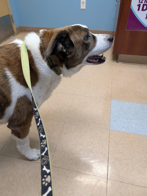 A white and brown dog standing in his vet's office looking toward the right side of the screen.