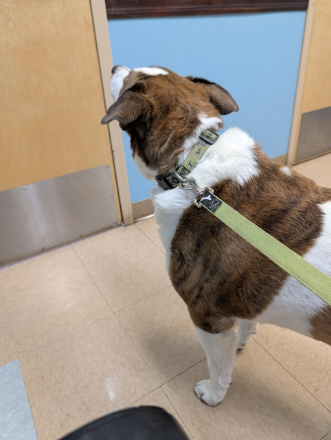 A white and brown dog standing in his vet's office looking at the door wondering if he can get out.