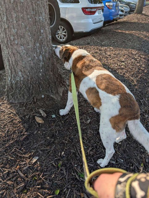 A white and brown dog standing on the mulches in the vet's parking lot, sniffing the tree, showing his left hind leg before it was shaved for surgery...