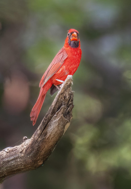 A vibrant red male cardinal perched on a log. Photographed in Fort Worth TX
