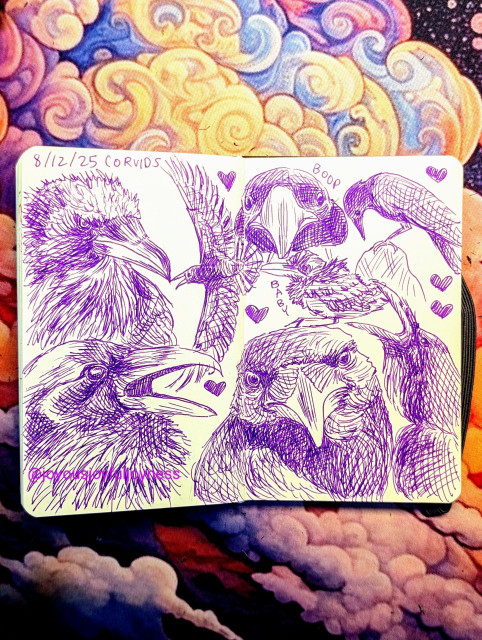 Sketchbook spread of 2 pages of 8 drawings of Corvids (Crows and Ravens) in purple pen. At the top left is a Corvid looking to the right. To the right of that drawing is a Corvid flying to the left and some hearts. To the right of this drawing is a close up of a bird with the word Boop. At the far right is a crow standing on a rock and looking down. Below is a baby Corvid and the word Baby. At the bottom left is a Corvid with its mouth open looking to the right. To the right is a large drawing of a Corvid close up looking at the viewer. At the bottom right is a yelling Corvid looking up.
