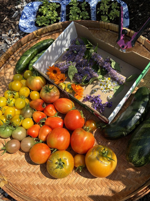Photograph of a harvest of yellow and red tomatoes at various stages of ripeness, green gherkin cucumbers and dark green courgettes, and mauve, orange, yellow and white flowers, placed in a round, flat woven basket with pink pruning shears nearby, on the mulch of a garden. Behind the basket, three containers of lettuce seedlings are placed on a white and blue tray.

Photographie d'une récolte de tomates jaunes et rouges à divers stades de mûrissement, de concombres cornichons verts et de courgettes vert foncé, et de fleurs mauves, oranges, jaunes et blanches, déposés dans un panier tressé rond et plat avec un sécateur rose tout près, sur le paillis d'un jardin. Derrière le panier, trois contenants de semis de laitue déposés sur un plateau blanc et bleu.