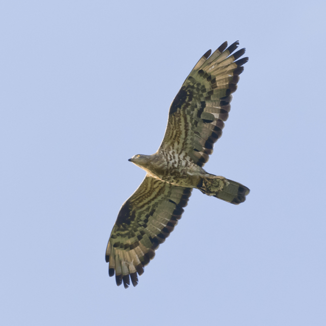 Mehiläishaukka – European honey buzzard