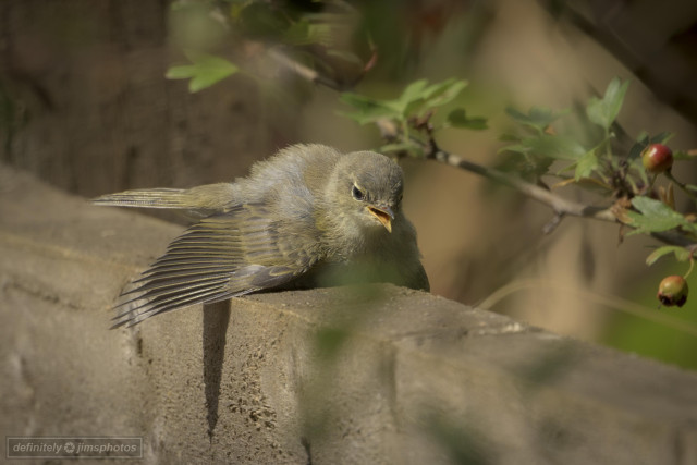 a young olive coloured bird on a fence