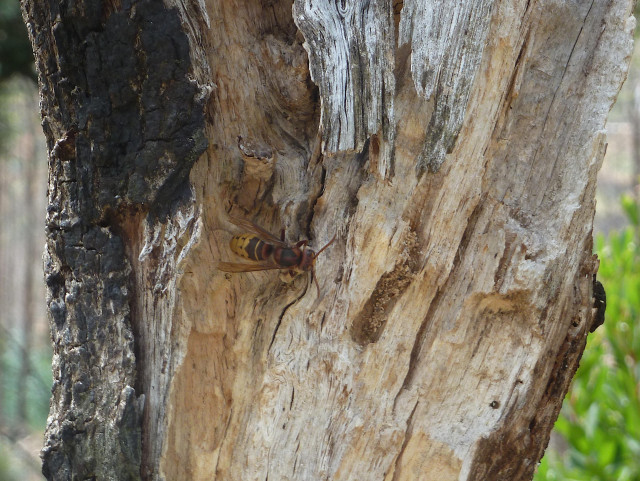 a 5 cm wasp on an intricately textured rotting oak post. It's gnawing soft flakes out of an area, close to where the yellower freshly exposed wood cavities show they've been active. There's other passages exposed, gnawed in prev years by long gone beetle larvae etc.