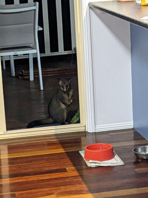 A photo of an Australian brushtail possum looking in through a sliding glass door, sitting on its haunches with its front paws together. In the foreground, inside the door, there is a red water bowl and a stainless steel food bowl. 