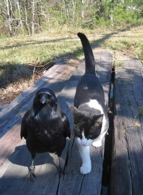a crow and a tuxedo cat next to one another on a set of logs