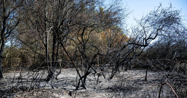 Index steigt auf Stufe 4: Stadt warnt vor erhöhter Waldbrandgefahr in Bonn