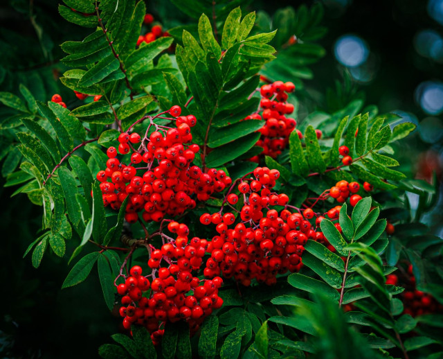 A dense cluster of bright red rowanberries hangs among green leaves, photographed in close-up with a shallow depth of field. Soft, blurred highlights are visible in the background, suggesting dappled evening light filtering through the foliage.